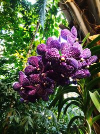 Low angle view of purple flowers growing on tree