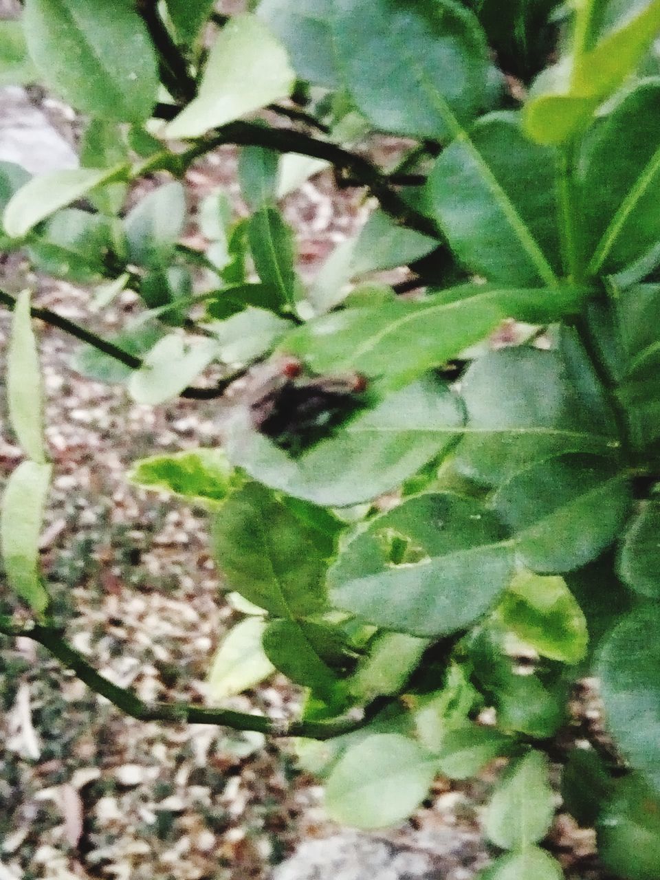 HIGH ANGLE VIEW OF PLANT GROWING IN FIELD