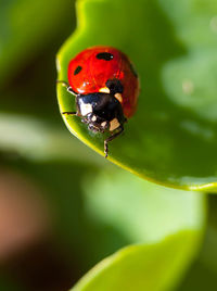 Close-up of ladybug on leaf