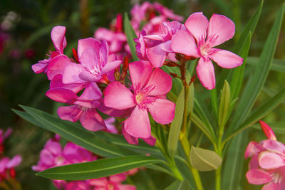 Close-up of pink flowering plant