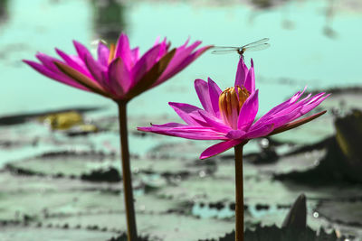 Close-up of pink flowers blooming outdoors