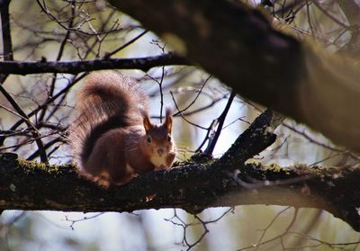 Low angle view of squirrel on tree