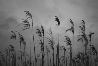 Low angle view of silhouette reeds against cloudy sky