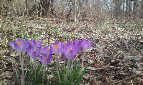 Purple flowers blooming on field