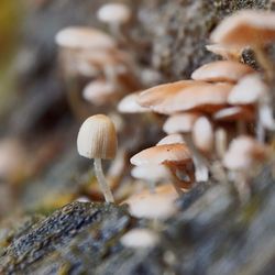 Close-up of mushrooms growing on land