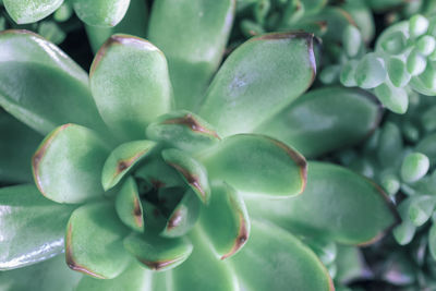 Green succulent cactus color pattern close up in garden market natural background