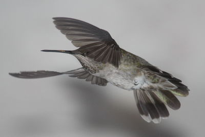 Close-up of eagle flying against sky