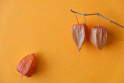 Close-up of orange drying hanging on table