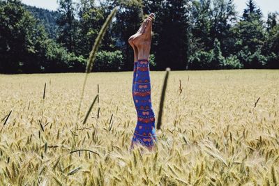 Low section of woman with feet up at wheat field