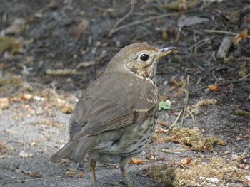 High angle view of bird on land