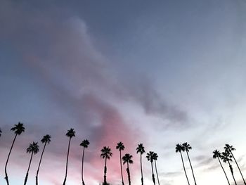 Low angle view of palm trees against sky