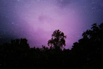 Low angle view of trees against star field at night