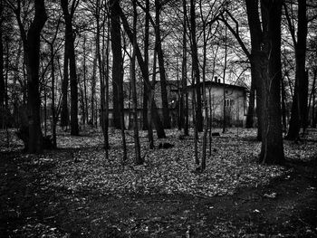 Bare trees in forest