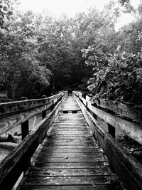 View of footbridge in forest