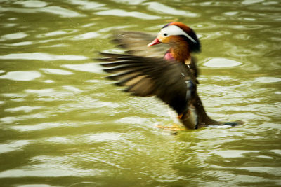 Duck swimming in lake