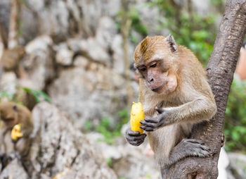 Monkey sitting on a tree