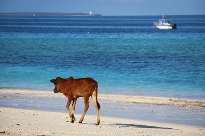 View of a dog on beach