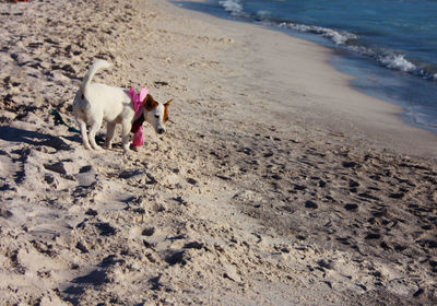 High angle view of dog on beach