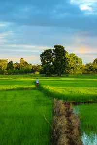 Scenic view of field against sky