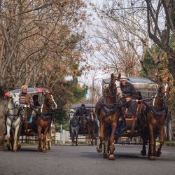 Horse cart on dirt road