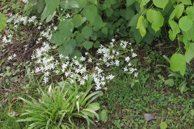 Low angle view of flower tree