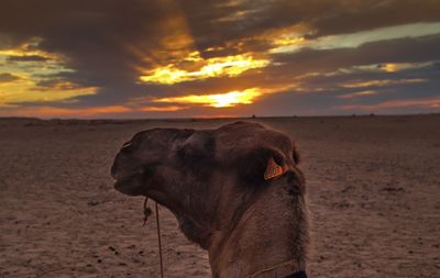 Horse standing on field during sunset