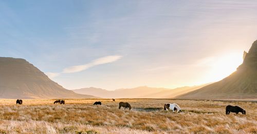 Cows grazing on landscape against sky