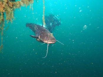 Fish swimming in sea