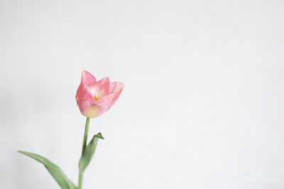 Close-up of pink flower against white background