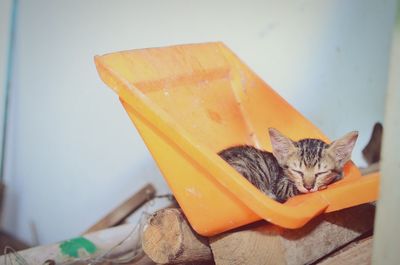 Stray kitten sleeping on dustpan