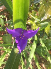 Close-up of purple flowers blooming outdoors