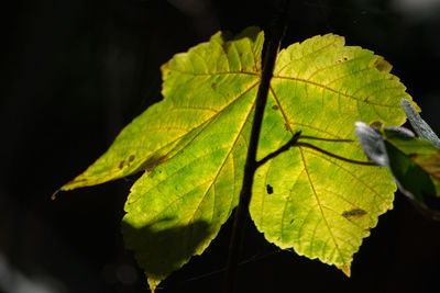 Close-up of maple leaf