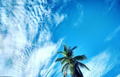 Low angle view of palm trees against blue sky