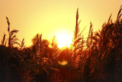 Close-up of plants at sunset