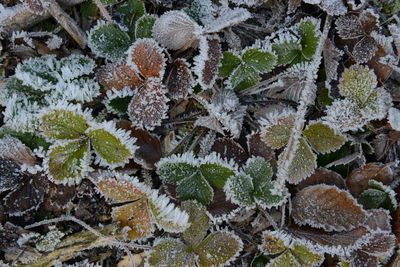 Full frame shot of frozen leaves during winter