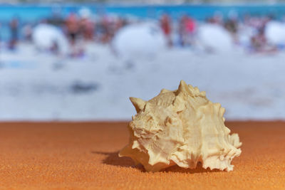 Close-up of shells on sand at beach