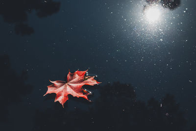 Close-up of maple leaf against sky at night