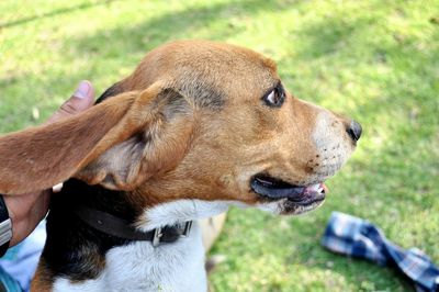 Close-up of dog