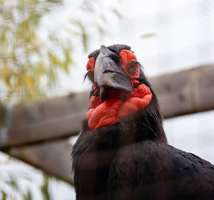 Close-up of a bird