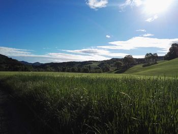 Scenic view of wheat field against sky