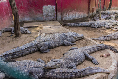 High angle view of crocodile in zoo