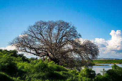 Trees on field against blue sky