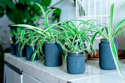 Home decor plant in recycled glass jar and pots. interior design of modern bright and airy design.