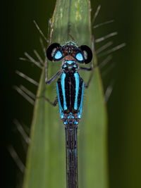 Close-up of insect