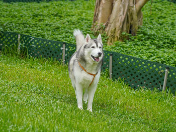 Dog running on grass