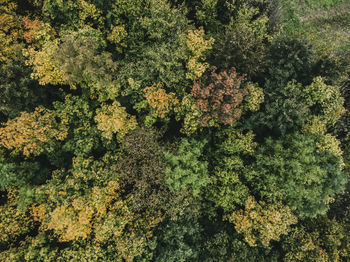 High angle view of plants growing on land