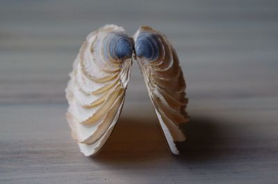 Close-up of shell on the table