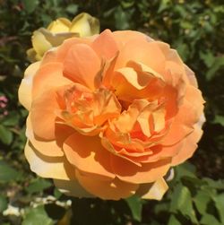 Close-up of flower blooming outdoors