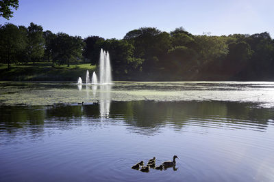 View of ducks swimming in lake