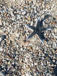 High angle view of lizard on pebbles at beach
